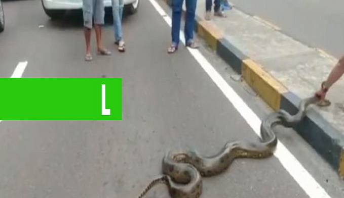 COBRA DE TRÊS METROS É VISTA ATRAVESSANDO AVENIDA - VEJA VIDEO - News Rondônia