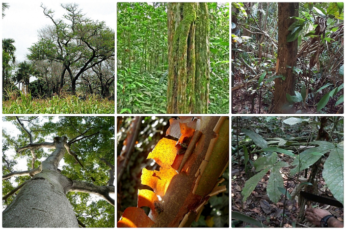 Árvores que contêm essências naturais estariam virando estacas para cerca de currais para gado - News Rondônia