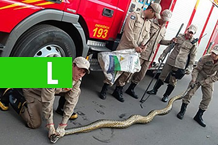 VÍDEO: BOMBEIROS RESGATAM COBRA DE QUATRO METROS - News Rondônia