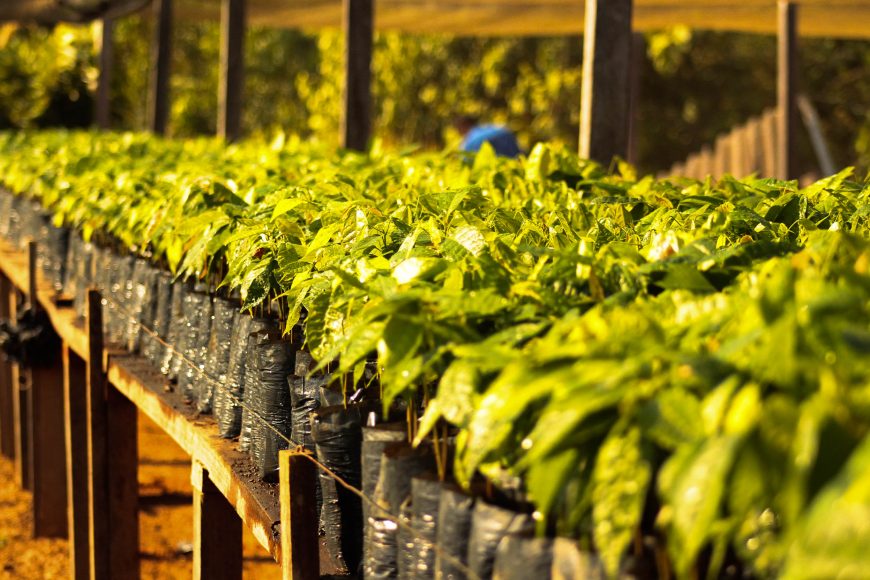 Com apoio do Governo de Rondônia, Cacoal busca a revitalização da produção de cacau - News Rondônia