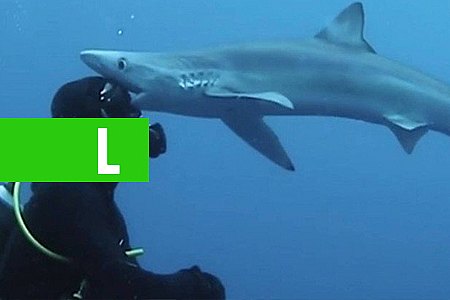 TUBARÃO BEIJA A CABEÇA DE CIENTISTA DURANTE MERGULHO NA ÁFRICA - News Rondônia