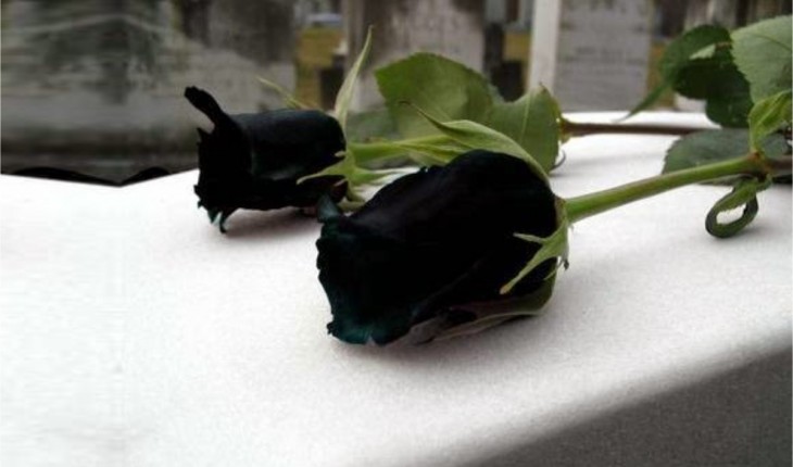 MORRE MAIS UMA GRANDE ATRIZ, DEIXANDO FÃS, AMIGOS E FAMILIARES EM LUTO - News Rondônia