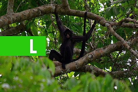 MACACOS DA AMAZÔNIA ESTRELAM NOVO JOGO ONLINE DO INSTITUTO MAMIRAUÁ - News Rondônia