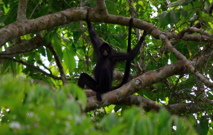 MACACOS DA AMAZÔNIA ESTRELAM NOVO JOGO ONLINE DO INSTITUTO MAMIRAUÁ - News Rondônia