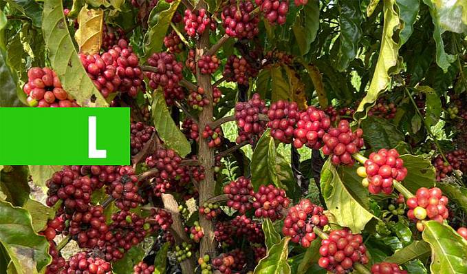 EXPECTATIVA - Com projeto de café especial, setor produtivo de Vilhena aguarda o resultado do 5º Concafé - News Rondônia