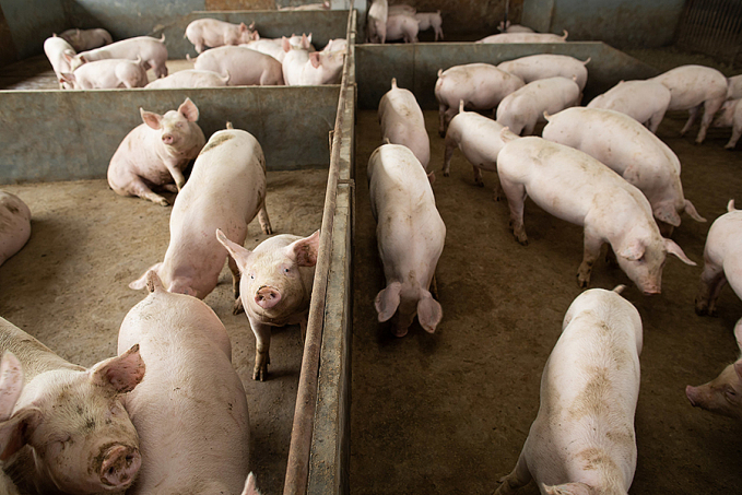 Conab aponta estabilidade no mercado interno de carnes com maior produção de suínos e frangos - News Rondônia
