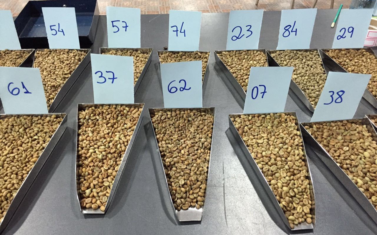 ROBUSTA GANHA FORÇA E RONDÔNIA PODERÁ SER RECONHECIDA COMO REFERÊNCIA NA PRODUÇÃO DE CAFÉ DE QUALIDADE - News Rondônia