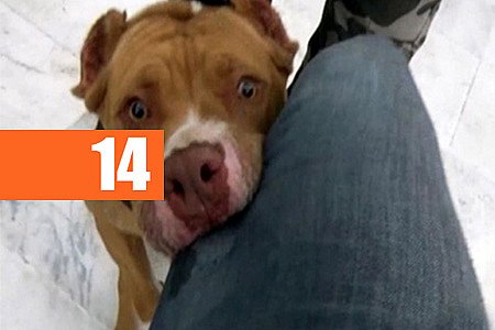 PITBULL INVADE RESIDÊNCIA E ATACA CRIANÇA - News Rondônia