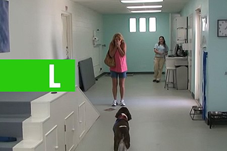MULHER DESABA AO VER SEU CÃO TETRAPLÉGICO ANDAR NOVAMENTE: VÍDEO - News Rondônia