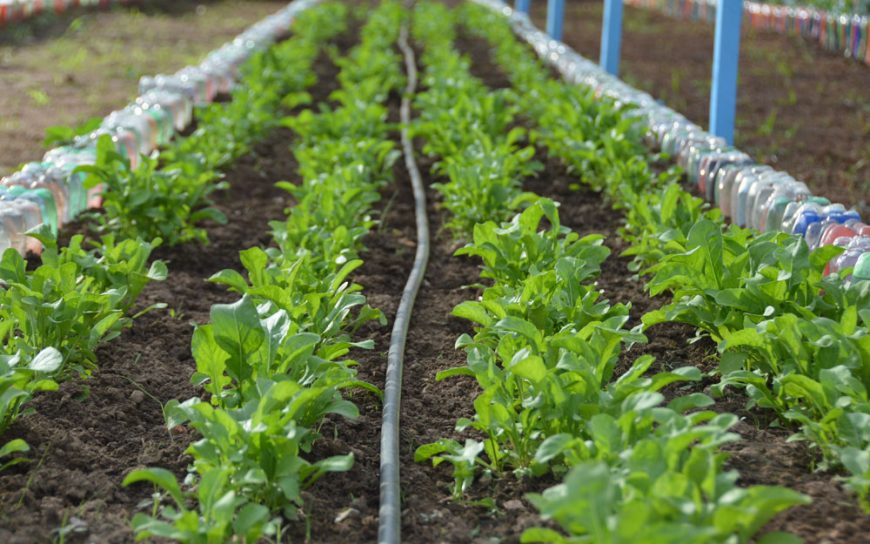 DESENVOLVIMENTO DA AGRICULTURA PREVÊ FOMENTO DE CADEIAS PRODUTIVAS E IMPLANTAÇÃO DE CENTRAL DE ABASTECIMENTO EM RONDÔNIA - News Rondônia