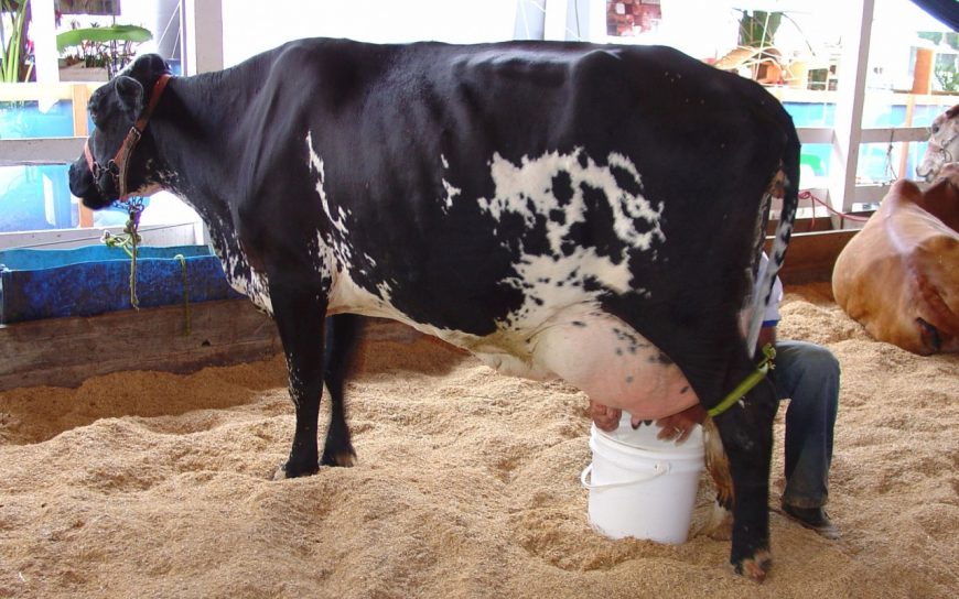 DESENVOLVIMENTO DA AGRICULTURA PREVÊ FOMENTO DE CADEIAS PRODUTIVAS E IMPLANTAÇÃO DE CENTRAL DE ABASTECIMENTO EM RONDÔNIA - News Rondônia