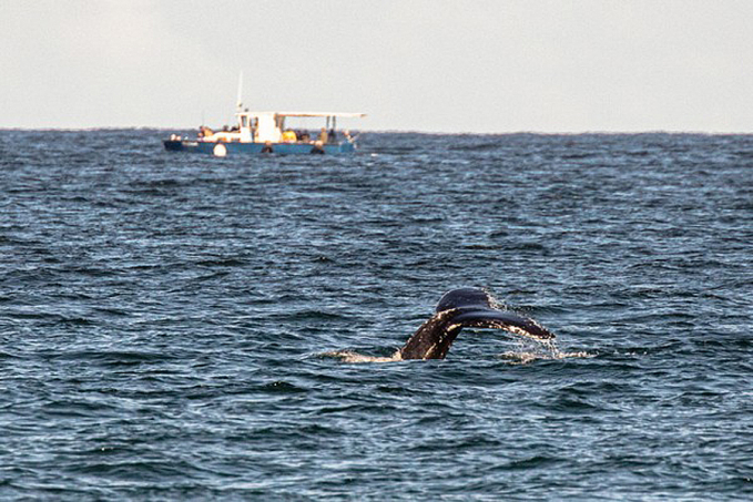 Baleias são vistas nas praias do Leme e Recreio - News Rondônia