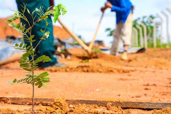 Prefeitura de Jaru realiza plantio de mudas no aterro sanitário - News Rondônia