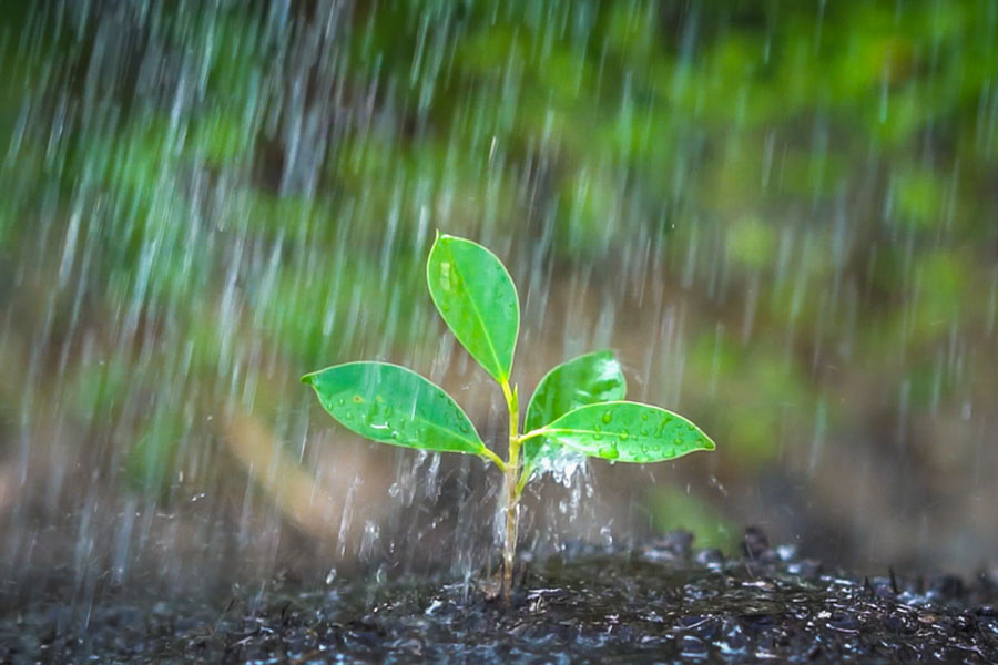 Monitoramento Agrícola da Conab aponta mais chuva na região Norte e parte do Centro-Oeste - News Rondônia
