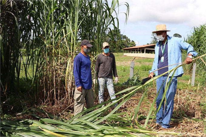COVID-19 - Assistência técnica a agricultores de Rondônia foi essencial para o fortalecimento do setor produtivo durante um ano de pandemia - News Rondônia