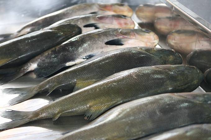 CONSUMO DE PEIXE - Programa Peixe Saudável garante maior qualidade do pescado rondoniense para os mercados nacional e internacional - News Rondônia