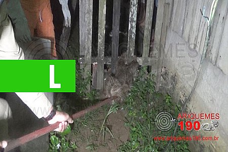 BICHO PREGUIÇA É CAPTURADO EM RESIDÊNCIA NO MARECHAL RONDON - News Rondônia