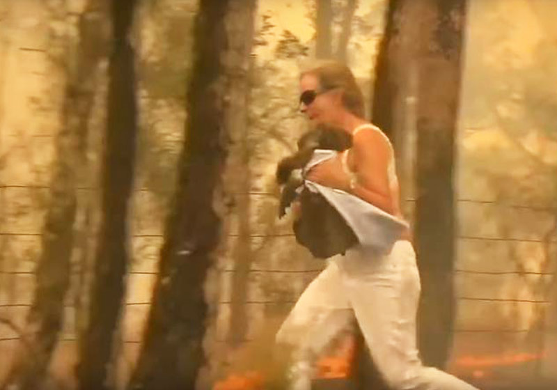 HEROÍNA: MULHER ENTRA EM INCÊNDIO NA FLORESTA E SALVA COALA FERIDO: VÍDEO - News Rondônia