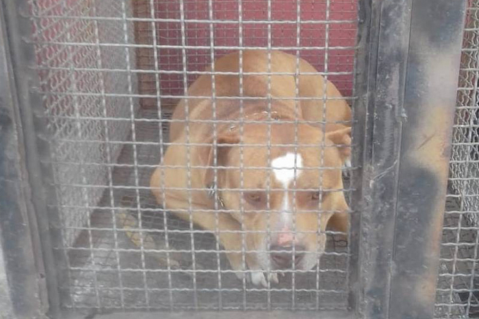 Após capturar pit bull que assustava morador no centro da cidade, Bombeiros avisam aos donos - News Rondônia