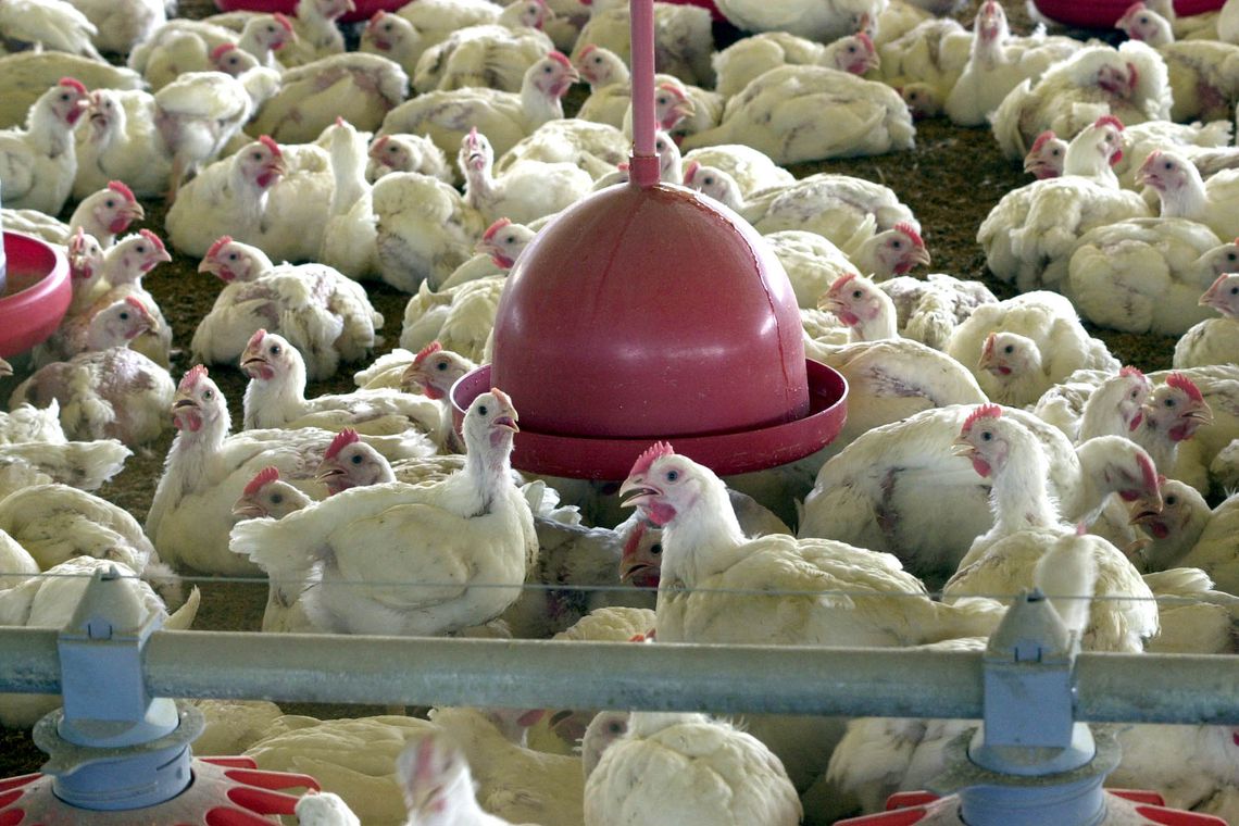 PRODUÇÃO DE OVOS TEM QUEDA DE 3% NO PRIMEIRO TRIMESTRE, DIZ IBGE - News Rondônia