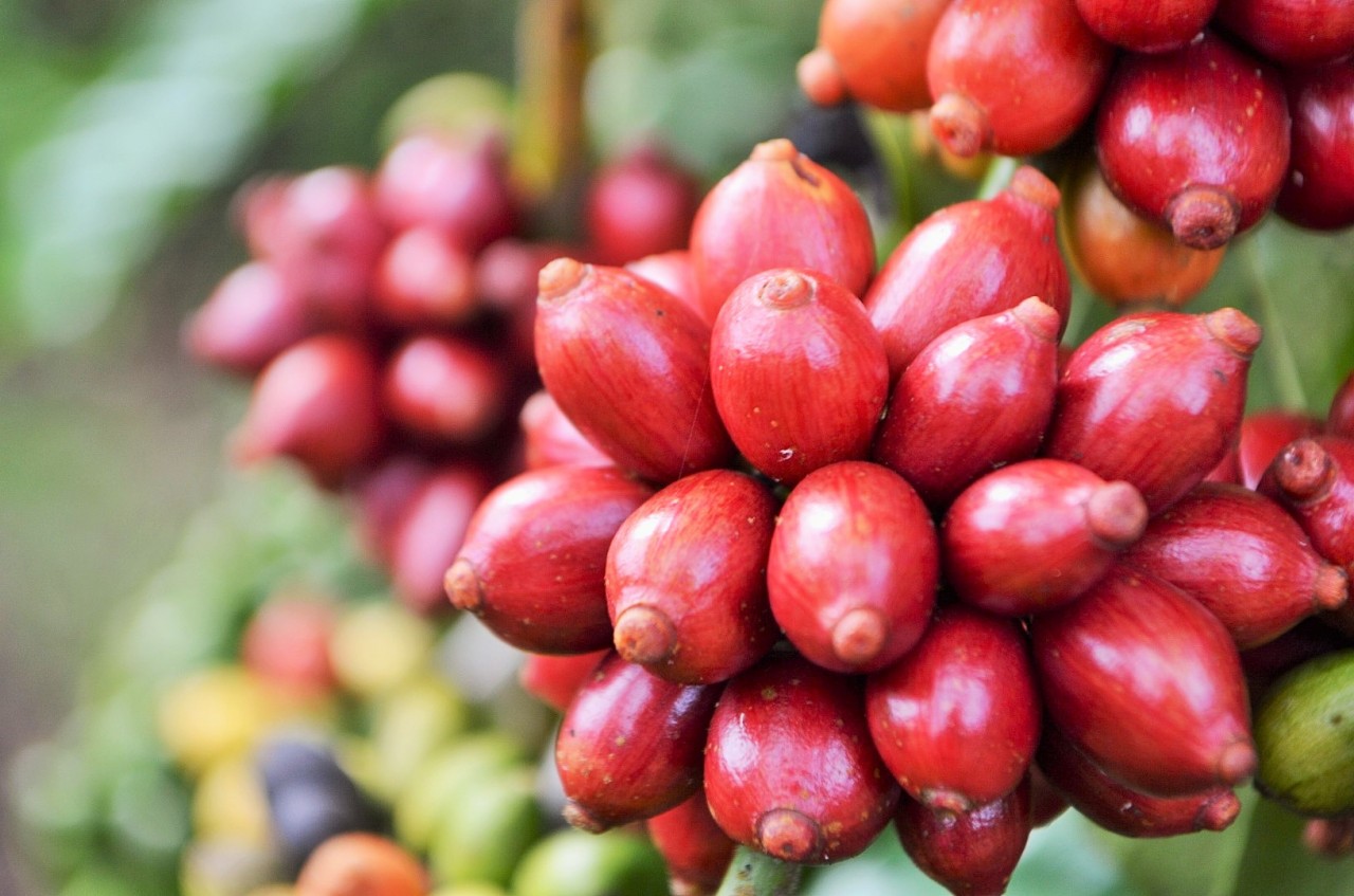 MACHADINHO DO OESTE RECEBE O 9º DIA ESPECIAL DO CAFÉ COM LEITE E FLORESTA NESTA QUINTA-FEIRA - News Rondônia