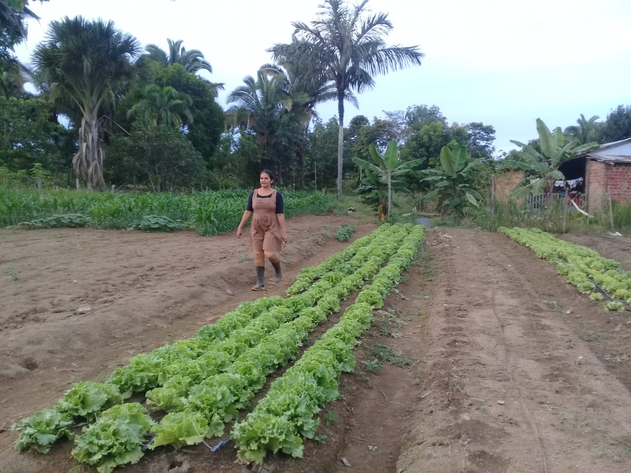 SEAGRI E EMATER LEVAM ASSISTÊNCIA A CHACAREIROS E INCENTIVAM PRODUÇÃO SUSTENTÁVEL - News Rondônia