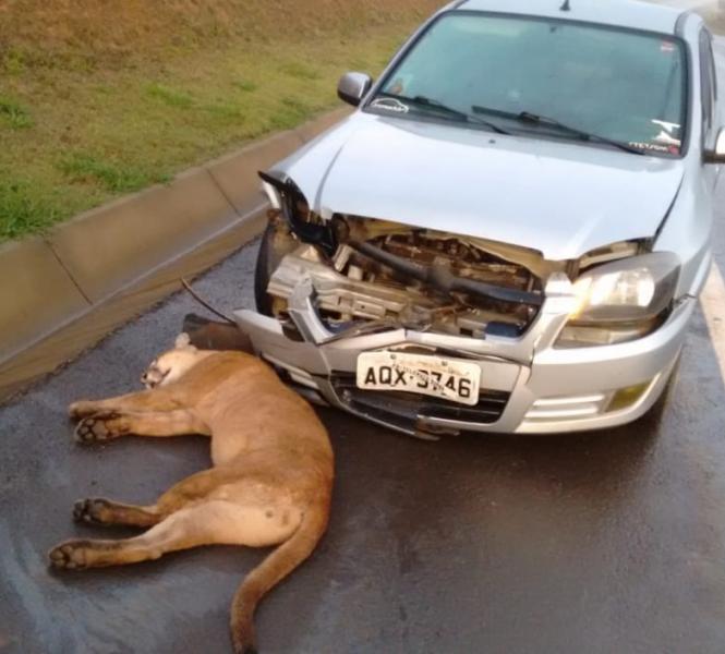 ONÇA PARDA MORRE APÓS SER ATROPELADA EM RODOVIA NO PARANÁ - News Rondônia