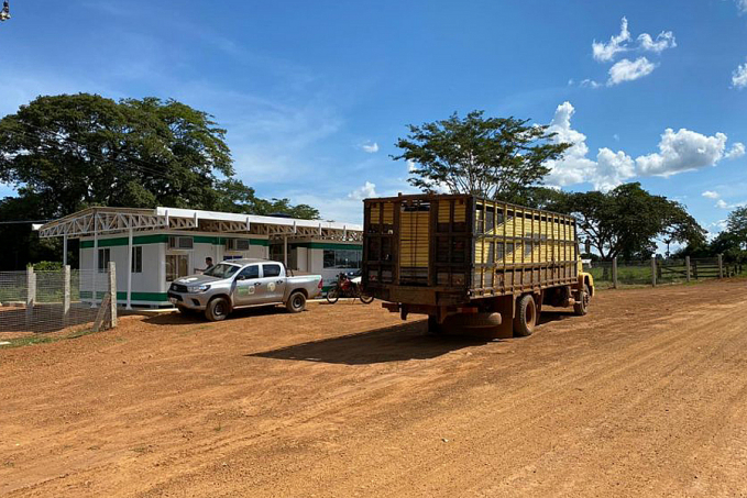 Rondônia reforça fiscalização sanitária em áreas estratégicas para garantir saúde do rebanho bovino e bubalino - News Rondônia