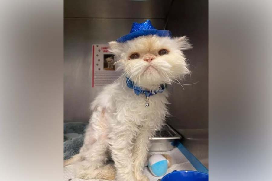 Após 19 anos em abrigo, gato idoso é adotado e ganha festa - News Rondônia