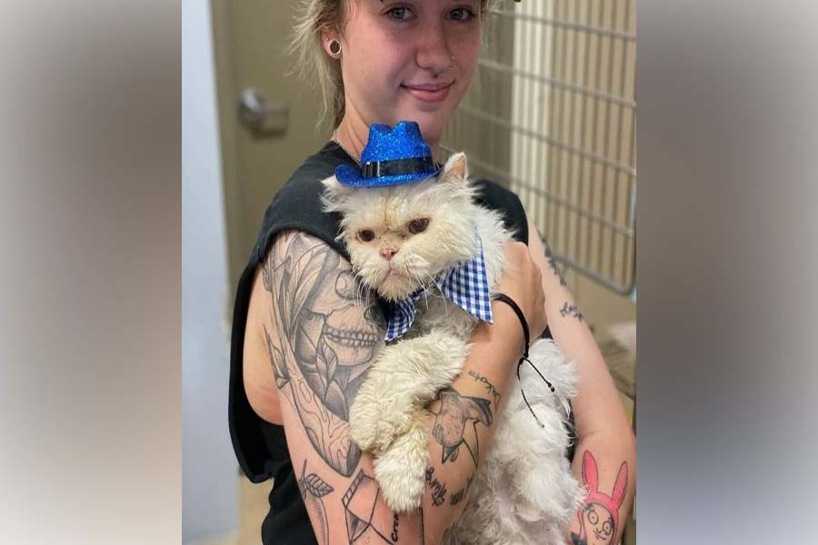 Após 19 anos em abrigo, gato idoso é adotado e ganha festa - News Rondônia
