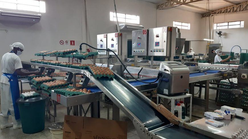 INCENTIVO AO AGRO - Incentivo do Governo de Rondônia fortalece produção de ovos em Cacoal - News Rondônia