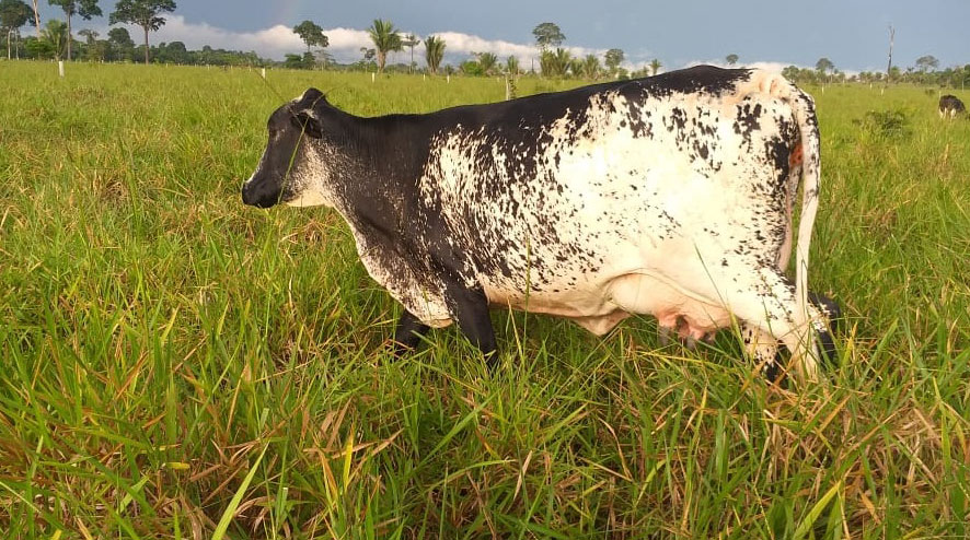 Rebanho leiteiro é destaque na produção de matrizes de genética superior em Guajará-Mirim - News Rondônia