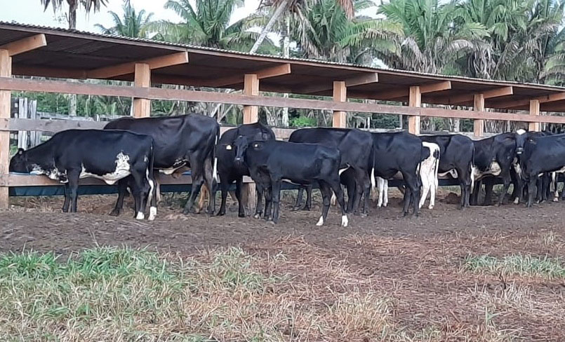 Rebanho leiteiro é destaque na produção de matrizes de genética superior em Guajará-Mirim - News Rondônia