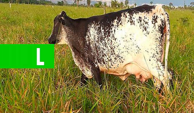 Rebanho leiteiro é destaque na produção de matrizes de genética superior em Guajará-Mirim - News Rondônia
