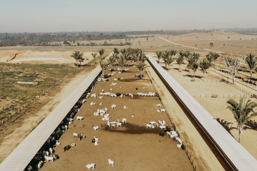 Pecuária de Rondônia investe na suplementação de qualidade e gestão profissional - News Rondônia