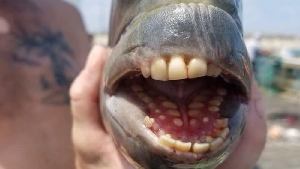 Peixe com 'dentes humanos' é capturado em pescaria nos EUA - News Rondônia