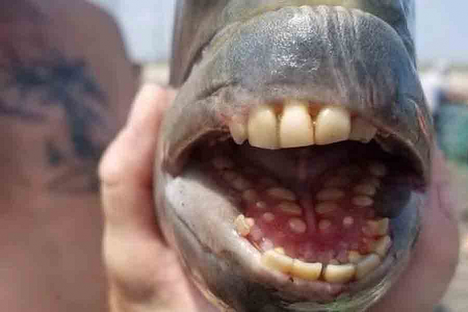 Peixe com 'dentes humanos' é capturado em pescaria nos EUA - News Rondônia