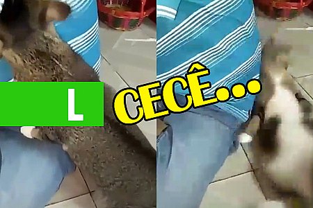CANAL DO CURIOSO: CECÊ FORTE DESMAIA FELINO - VEJA VÍDEO - News Rondônia