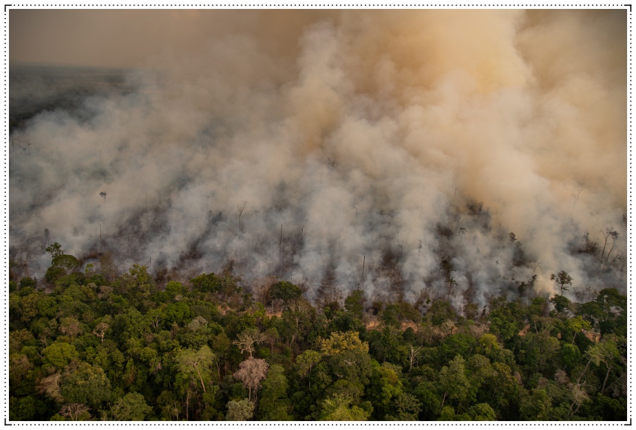 Rondônia e mais três estados concentraram 80% do desmatamento da Amazônia Legal em 2021 - News Rondônia