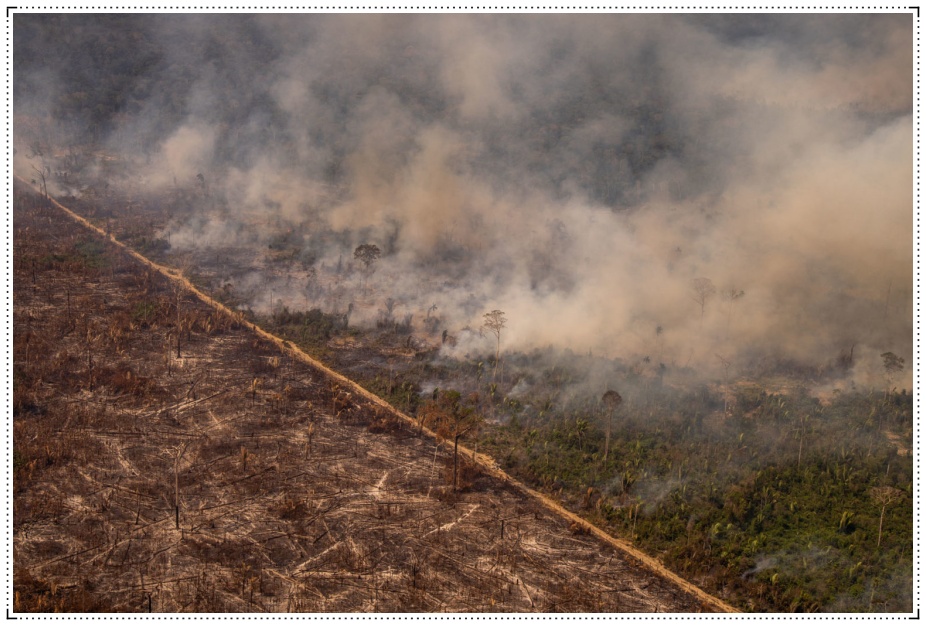 Rondônia e mais três estados concentraram 80% do desmatamento da Amazônia Legal em 2021 - News Rondônia
