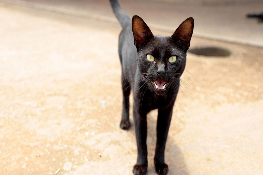 BEM-ESTAR ANIMAL - Feira para adoção de cães e gatos acontece no sábado (11) em Porto Velho - News Rondônia