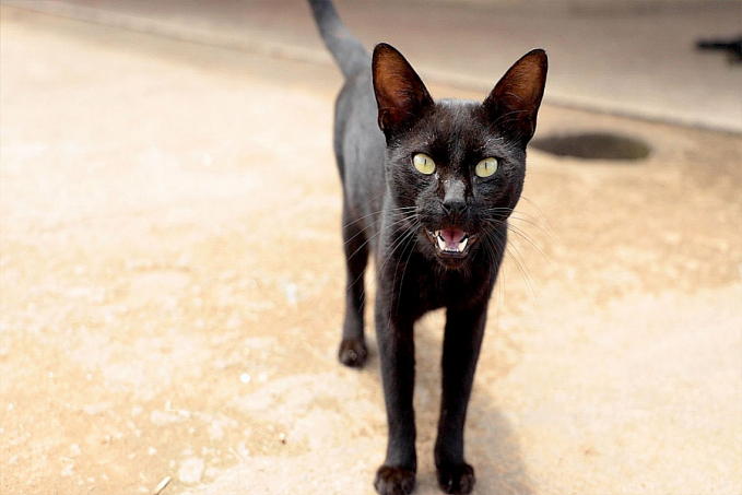BEM-ESTAR ANIMAL - Feira para adoção de cães e gatos acontece no sábado (11) em Porto Velho - News Rondônia