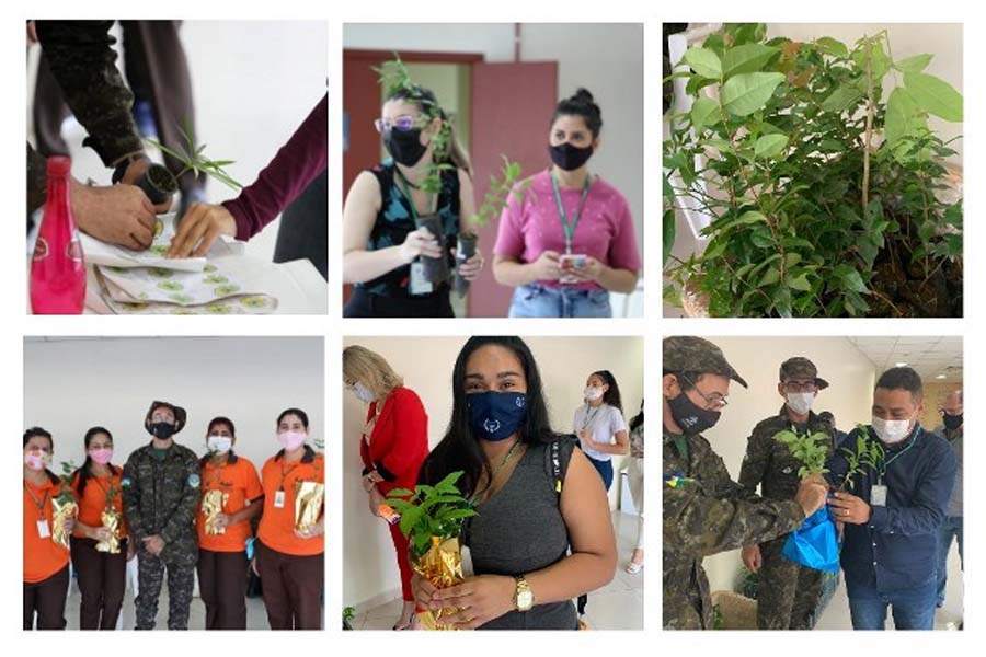 'Adote o Futuro' distribui mudas: campanha é alusiva à semana da árvore - News Rondônia