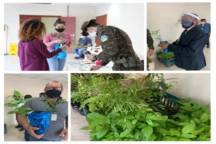 'Adote o Futuro' distribui mudas: campanha é alusiva à semana da árvore - News Rondônia