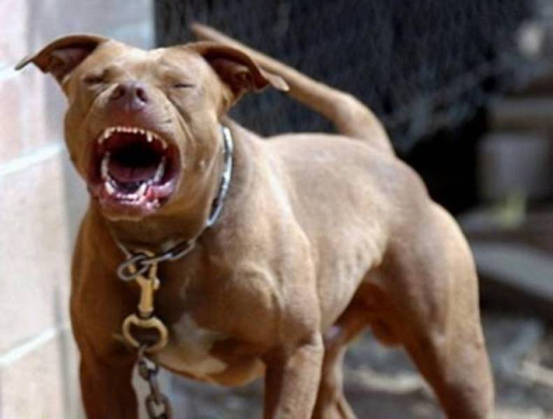COM FILHOS AMEAÇADOS POR PIT BULL NO QUINTAL, HOMEM MATA ANIMAL A TIROS E ACIONA A POLÍCIA - News Rondônia