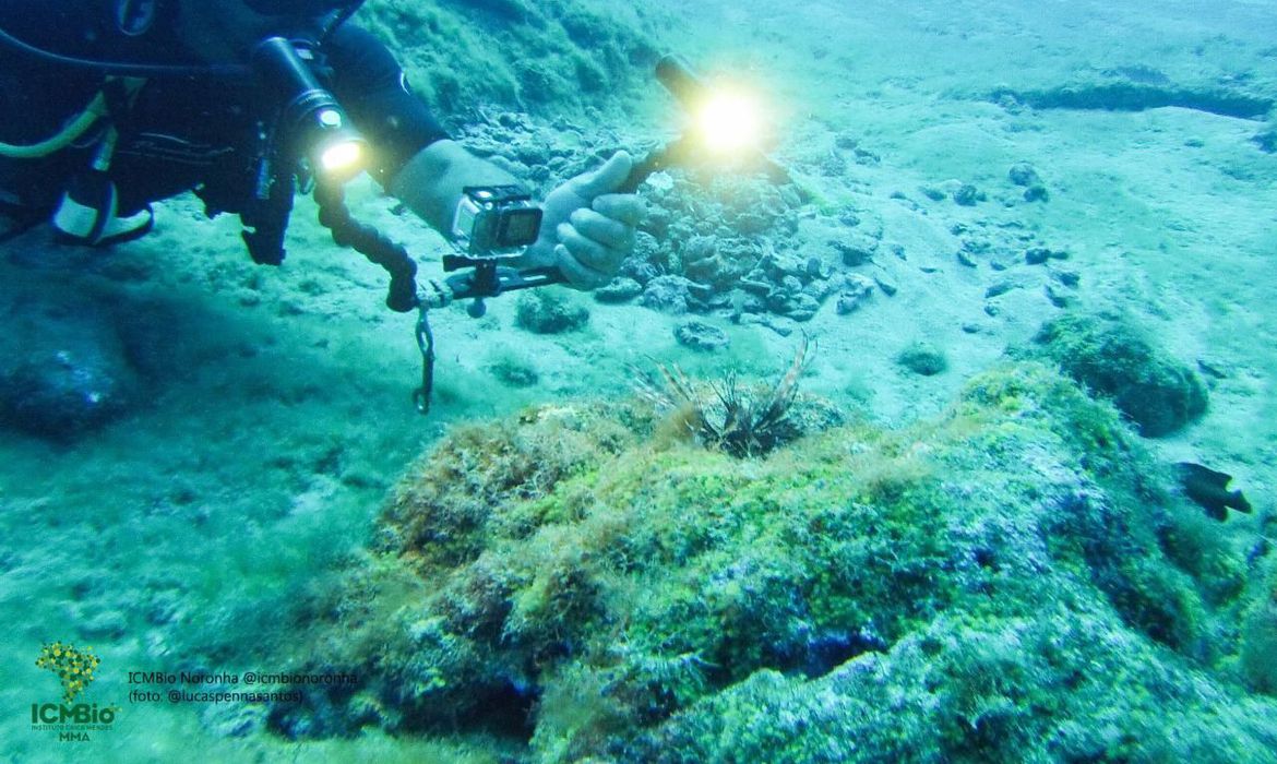 Peixe-leão invasor será analisado por pesquisadores da UFF - News Rondônia