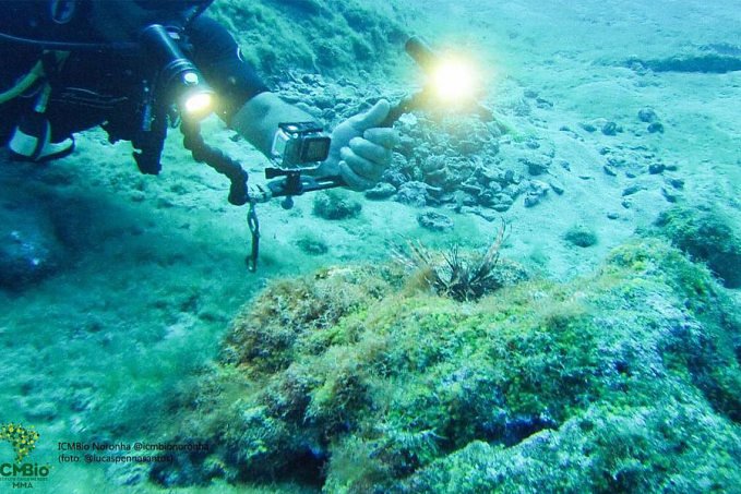 Peixe-leão invasor será analisado por pesquisadores da UFF - News Rondônia