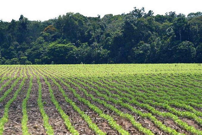 FRIO: Clima impacta o agronegócio - News Rondônia
