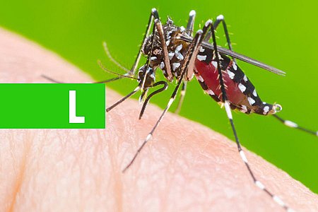 OMS ALERTA PARA POSSÍVEL 3ª ONDA DE SURTO DE FEBRE AMARELA NO BRASIL - News Rondônia