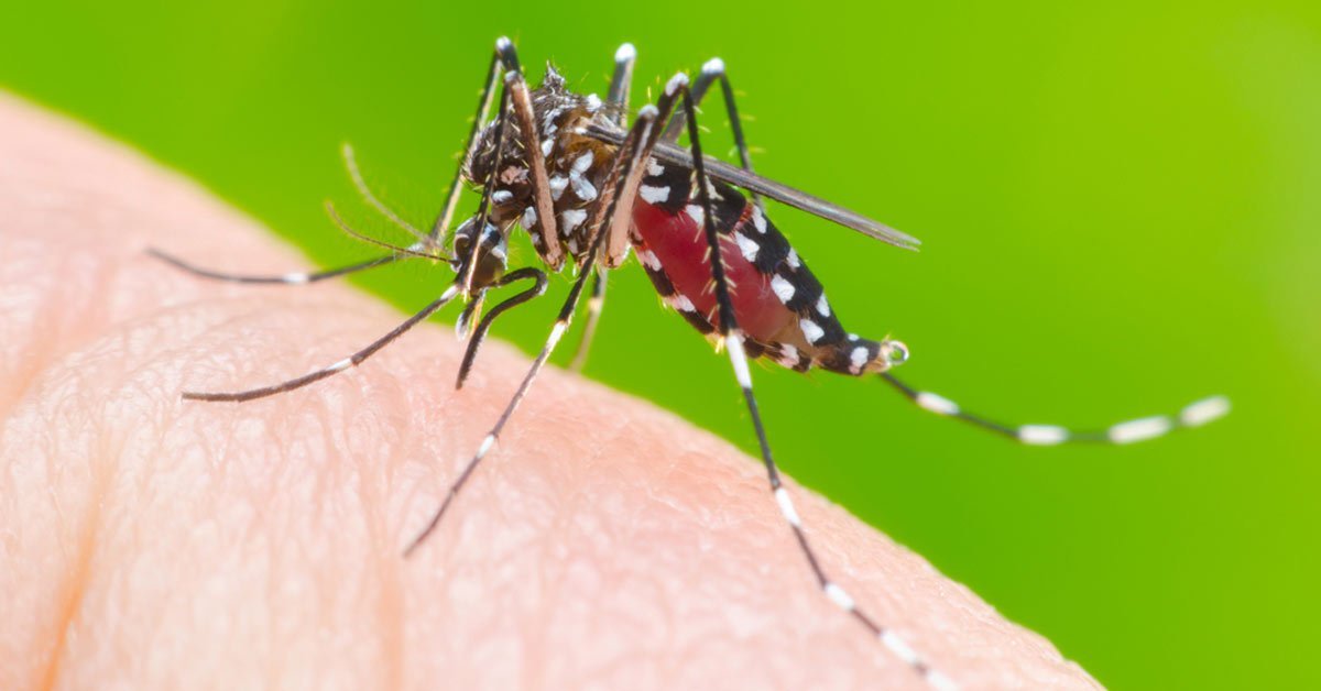 OMS ALERTA PARA POSSÍVEL 3ª ONDA DE SURTO DE FEBRE AMARELA NO BRASIL - News Rondônia